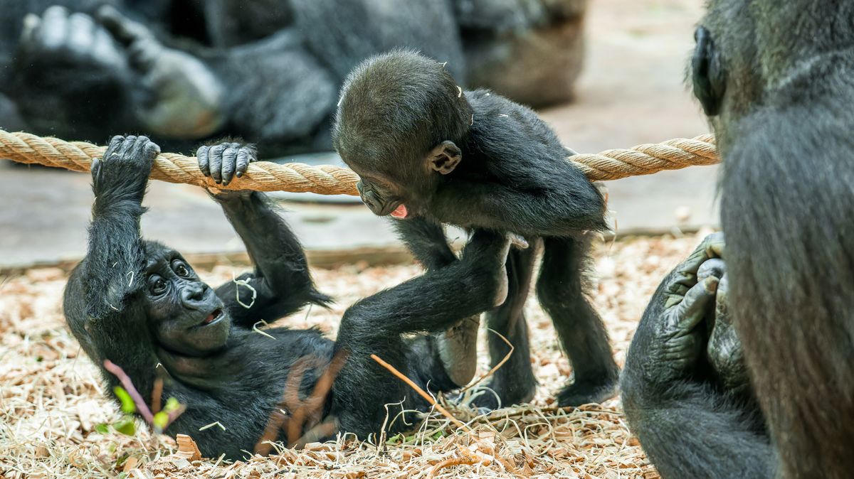 Zoo za časů Bobka: Co to znamenalo, když někdo na poradě „zhasnul“